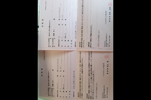 成約済の愛知県のフレンチブルドッグ-88480の6枚目