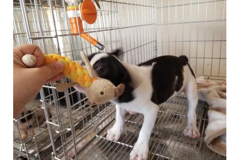 成約済の愛知県のフレンチブルドッグ-88480の4枚目