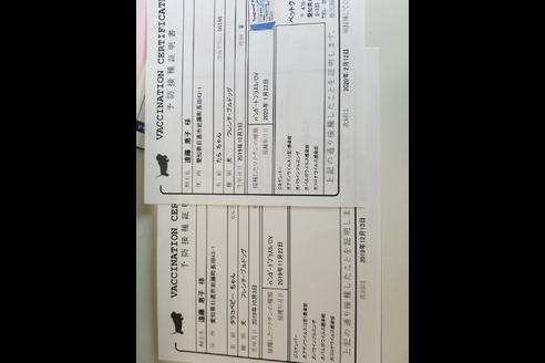 成約済の愛知県のフレンチブルドッグ-88480の5枚目
