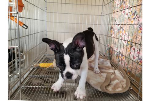 成約済の愛知県のフレンチブルドッグ-88480の3枚目