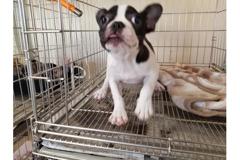 成約済の愛知県のフレンチブルドッグ-88480の2枚目
