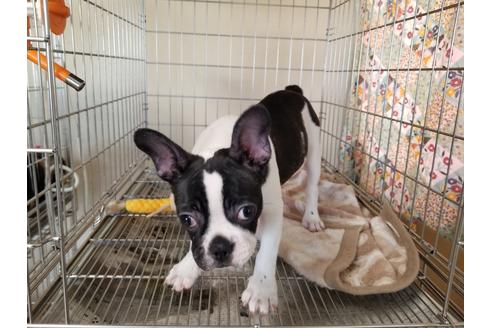 成約済の愛知県のフレンチブルドッグ-88480