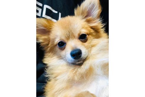 成約済の北海道のミックス犬-75333