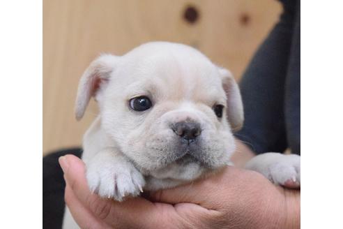 成約済の埼玉県のフレンチブルドッグ-88258の4枚目
