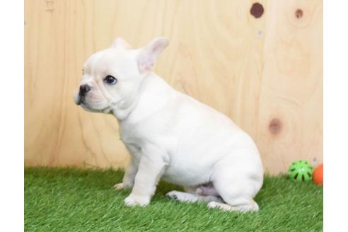 成約済の埼玉県のフレンチブルドッグ-88258の3枚目