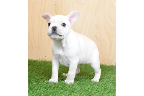 成約済の埼玉県のフレンチブルドッグ-88258の2枚目