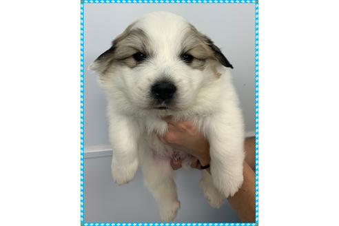 成約済の千葉県のグレートピレニーズ-88519の1枚目