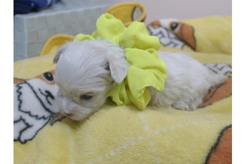 成約済の埼玉県のマルチーズ-88527の7枚目