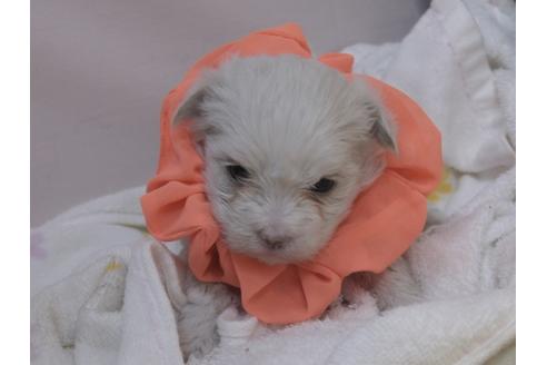 成約済の埼玉県のマルチーズ-88529の14枚目