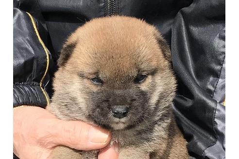 成約済の長崎県の柴犬-88553の10枚目