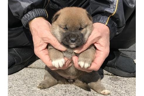 成約済の長崎県の柴犬-88553の9枚目