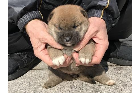 成約済の長崎県の柴犬-88553の8枚目