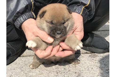 成約済の長崎県の柴犬-88553の7枚目