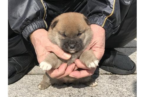 成約済の長崎県の柴犬-88553の6枚目