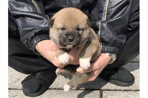 成約済の長崎県の柴犬-88556の8枚目