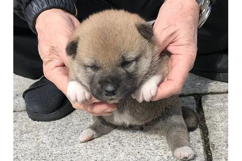 成約済の長崎県の柴犬-88556の6枚目