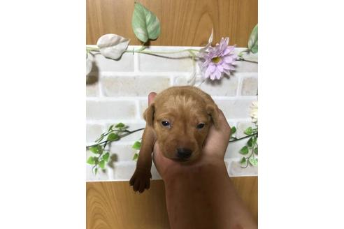 成約済の長崎県のミニチュアピンシャー(ミニピン)-88559の5枚目