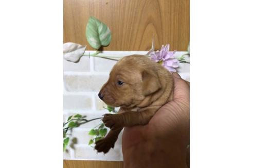 成約済の長崎県のミニチュアピンシャー(ミニピン)-88559の4枚目