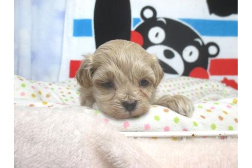 成約済の熊本県のミックス犬-88564の1枚目