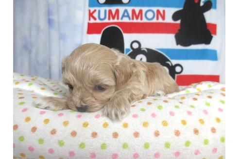 成約済の熊本県のミックス犬-88564の3枚目