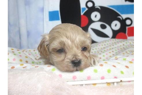 成約済の熊本県のミックス犬-88564の2枚目