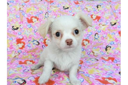 成約済の千葉県のチワワ(ロングコート)-87894の1枚目