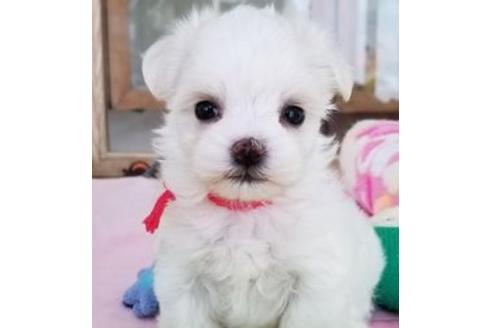 成約済の東京都のミックス犬-88606の1枚目