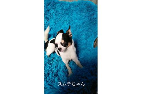 成約済の宮崎県のチワワ(スムースコート)-88610の1枚目