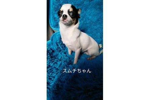 成約済の宮崎県のチワワ(スムースコート)-88610の4枚目