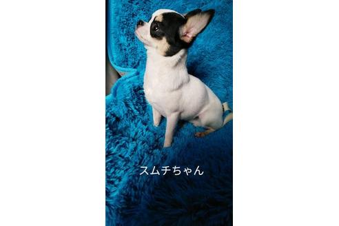 成約済の宮崎県のチワワ(スムースコート)-88610の3枚目
