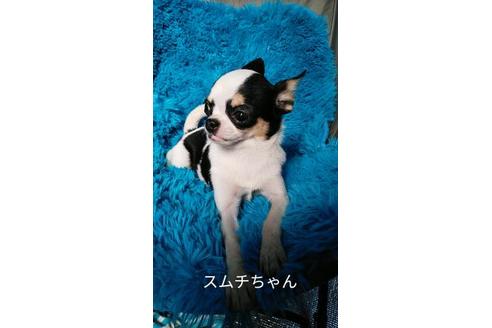 成約済の宮崎県のチワワ(スムースコート)-88610の2枚目