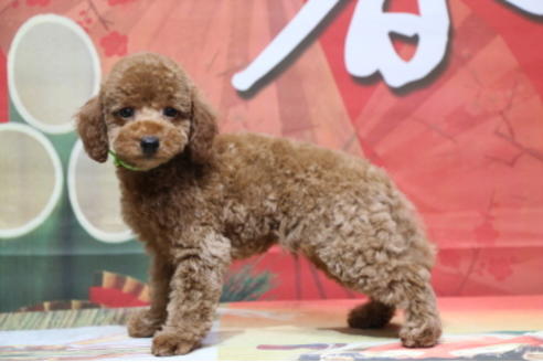 成約済の千葉県のトイプードル-87179の8枚目