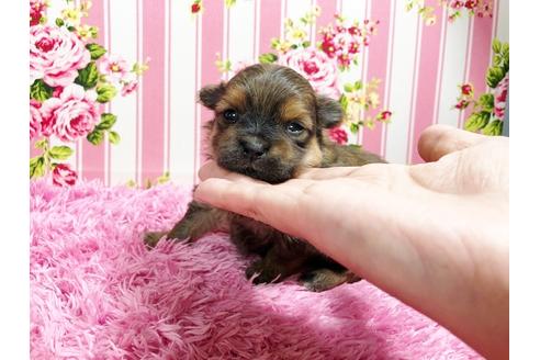 成約済の秋田県のミックス犬-88737の4枚目