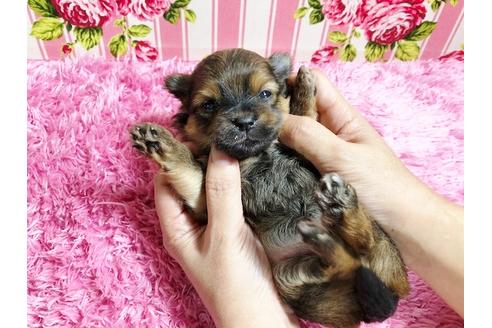 成約済の秋田県のミックス犬-88737の1枚目