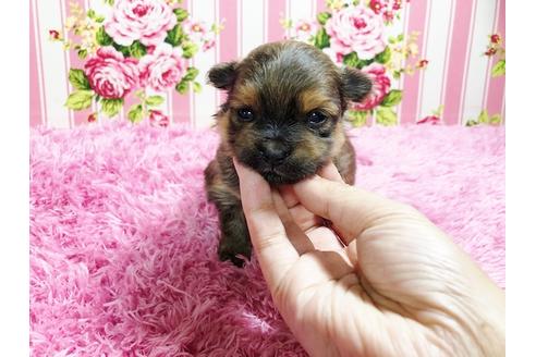 成約済の秋田県のミックス犬-88737の3枚目