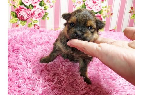 成約済の秋田県のミックス犬-88737の2枚目