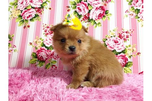 成約済の秋田県のミックス犬-87130の1枚目