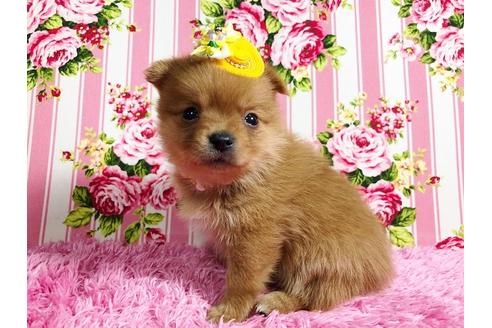 成約済の秋田県のミックス犬-87130の4枚目