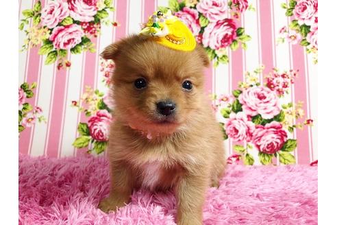 成約済の秋田県のミックス犬-87130の3枚目