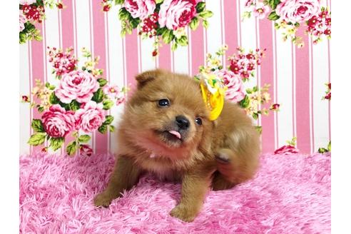 成約済の秋田県のミックス犬-87130の2枚目