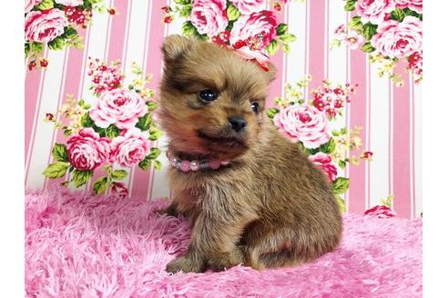 成約済の秋田県のミックス犬-88738