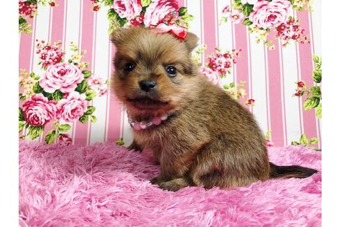 成約済の秋田県のミックス犬-88738の5枚目