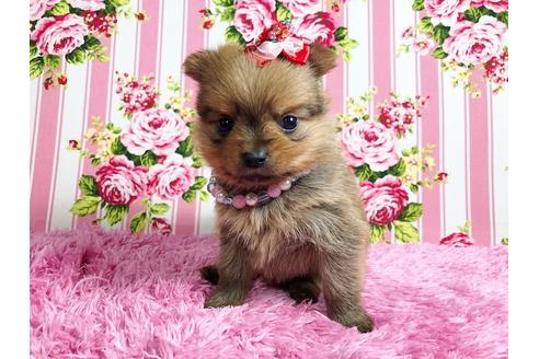 成約済の秋田県のミックス犬-88738の4枚目