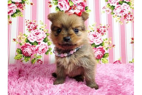 成約済の秋田県のミックス犬-88738の3枚目