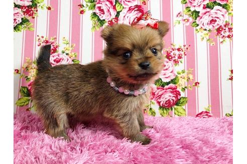 成約済の秋田県のミックス犬-88738の2枚目