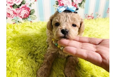 成約済の秋田県のミックス犬-87127の4枚目