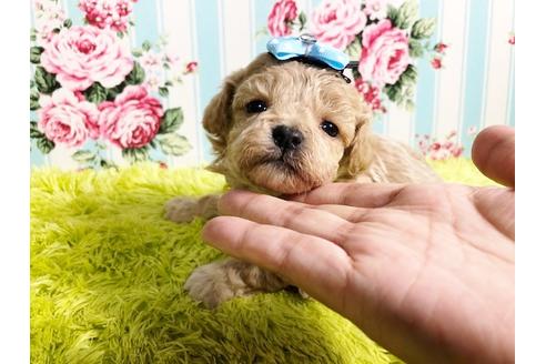 成約済の秋田県のミックス犬-87127の1枚目