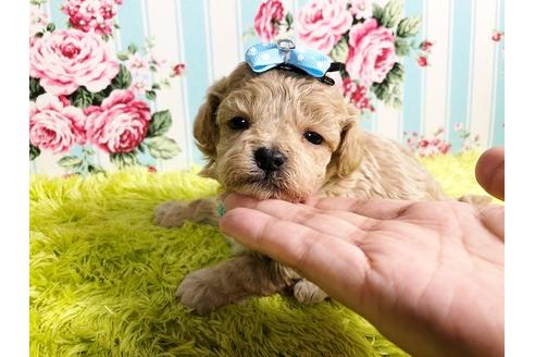 成約済の秋田県のミックス犬-87127の3枚目