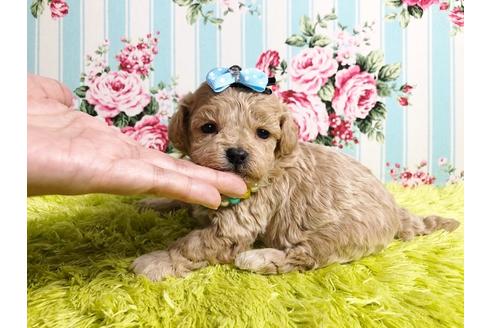 成約済の秋田県のミックス犬-87127の2枚目