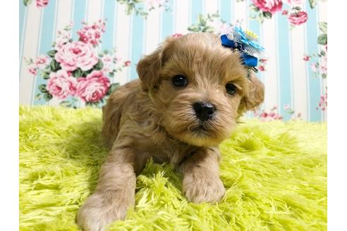 成約済の秋田県のミックス犬-88739